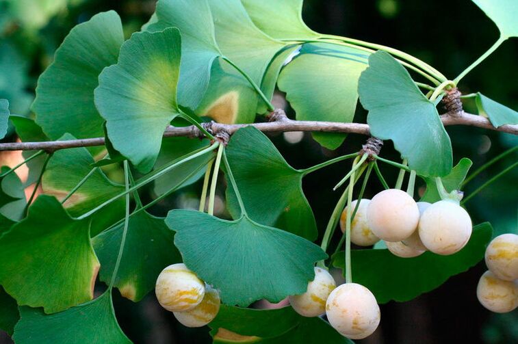 Ginkgo biloba - an exotic herb that increases potency