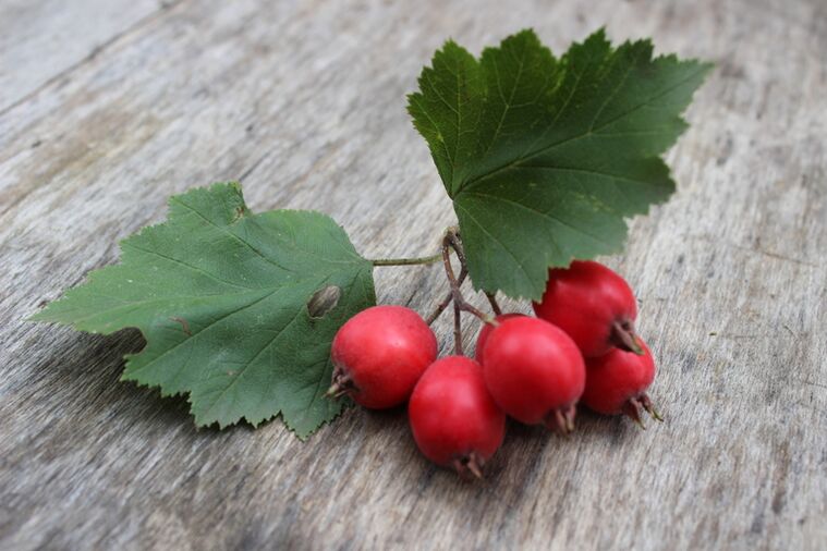 Hawthorn berries increase male libido and strengthen erections