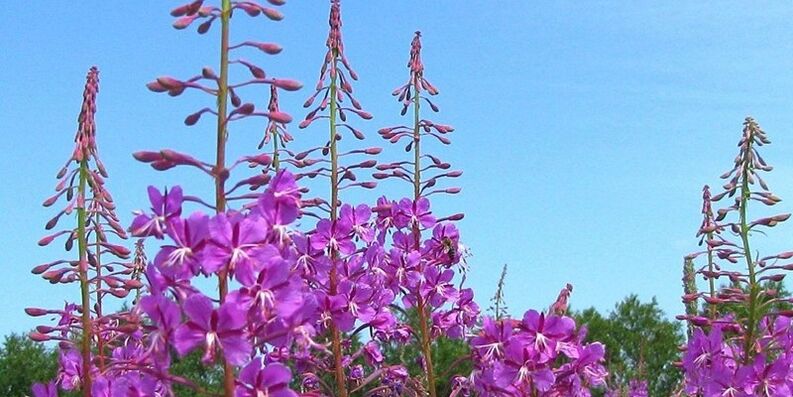 Plants to increase power in men