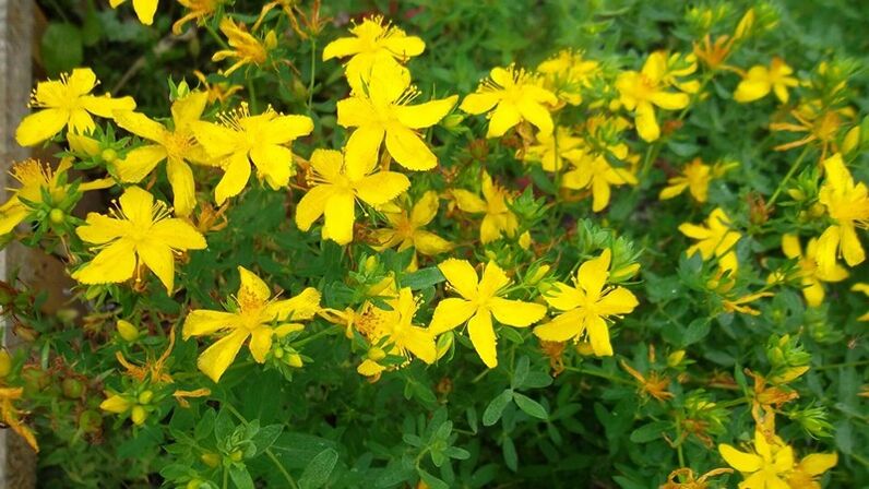 What plants increase male power